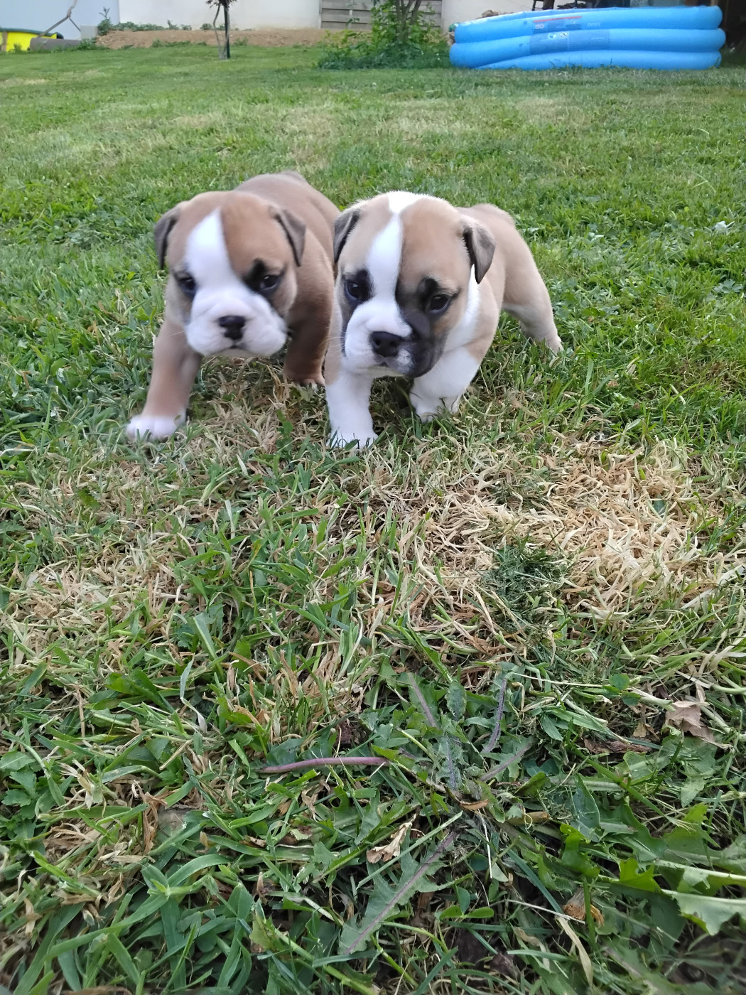 Chiot Bulldog Anglais des Bulls of Seven Valleys