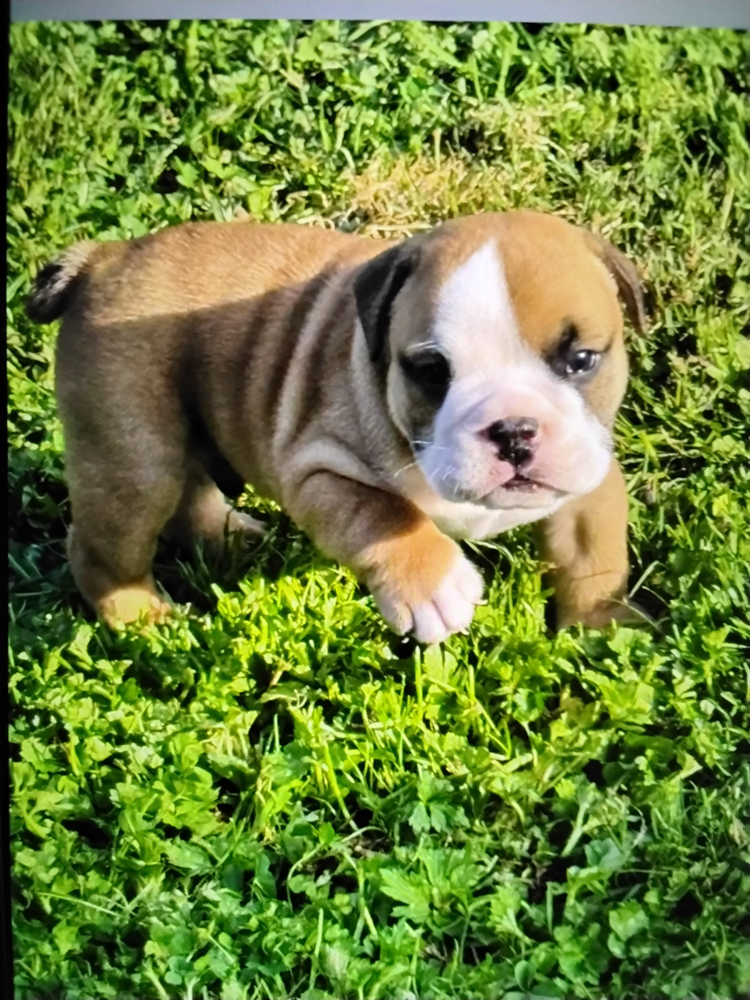 des Bulls of Seven Valleys - Chiots disponibles - Bulldog Anglais
