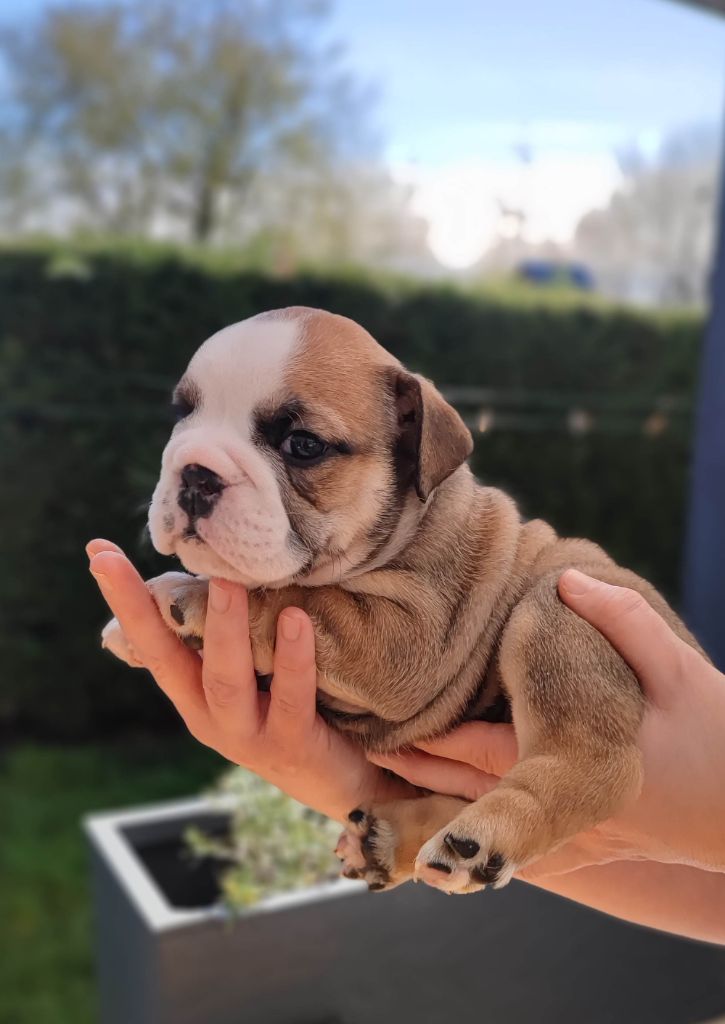 des Bulls of Seven Valleys - Chiots disponibles - Bulldog Anglais